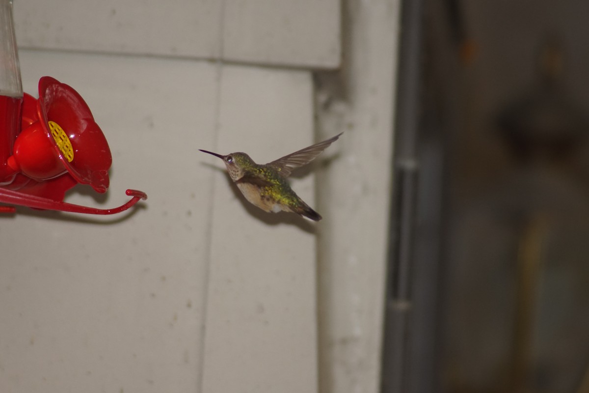 Calliope Hummingbird - ML76795931