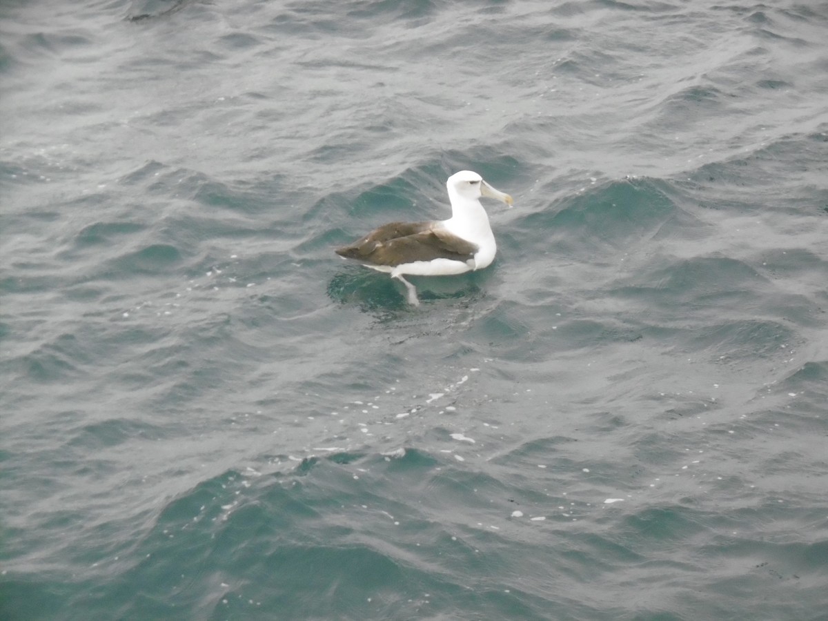 White-capped Albatross - Stuart Nicholson