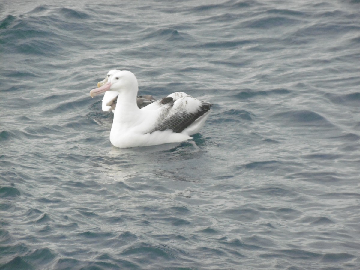 Snowy/Tristan/Antipodean Albatross - ML76796521