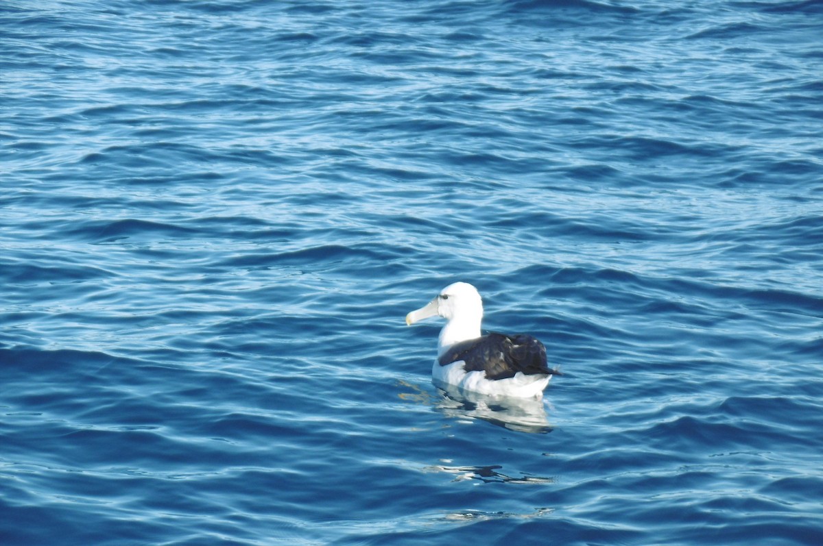 Black-browed Albatross - Stuart Nicholson