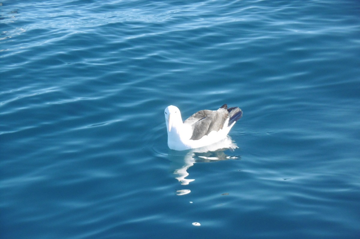 White-capped Albatross - Stuart Nicholson