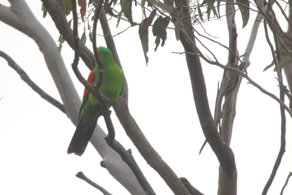 Red-winged Parrot - Tim Lenz