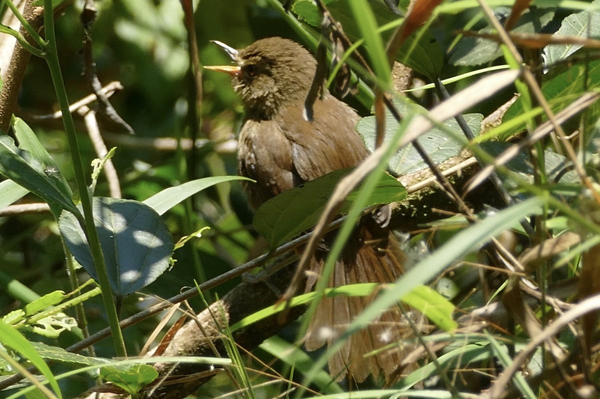 Malagasy Brush-Warbler (Malagasy) - ML76799691
