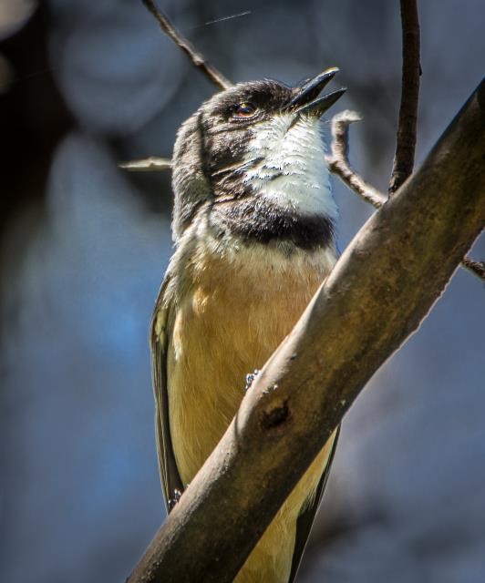 Rufous Whistler - Birdline Australia