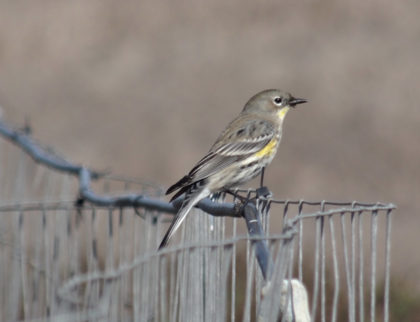 Yellow-rumped Warbler - Angie Trumbo