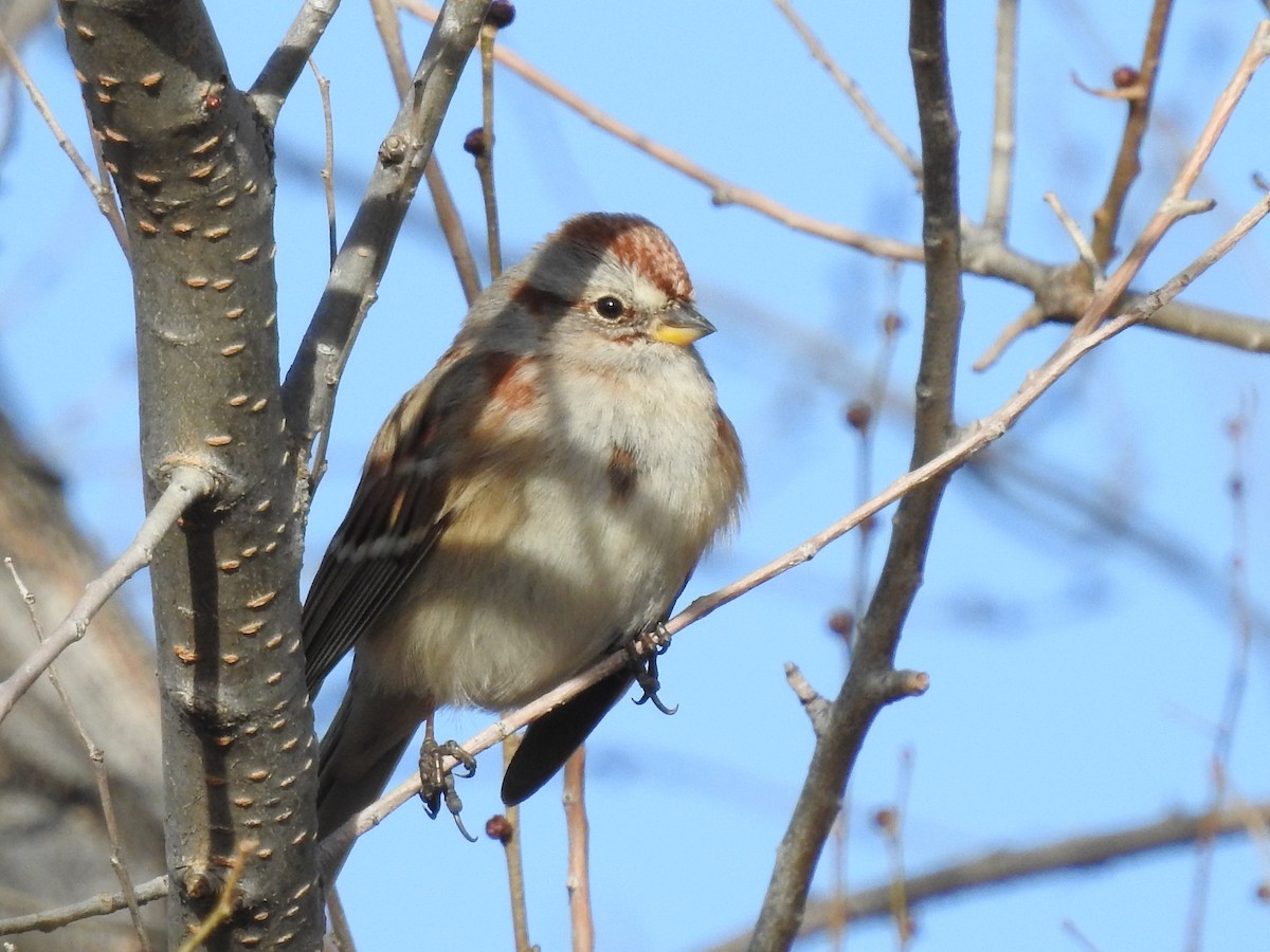 American Tree Sparrow - ML76807911
