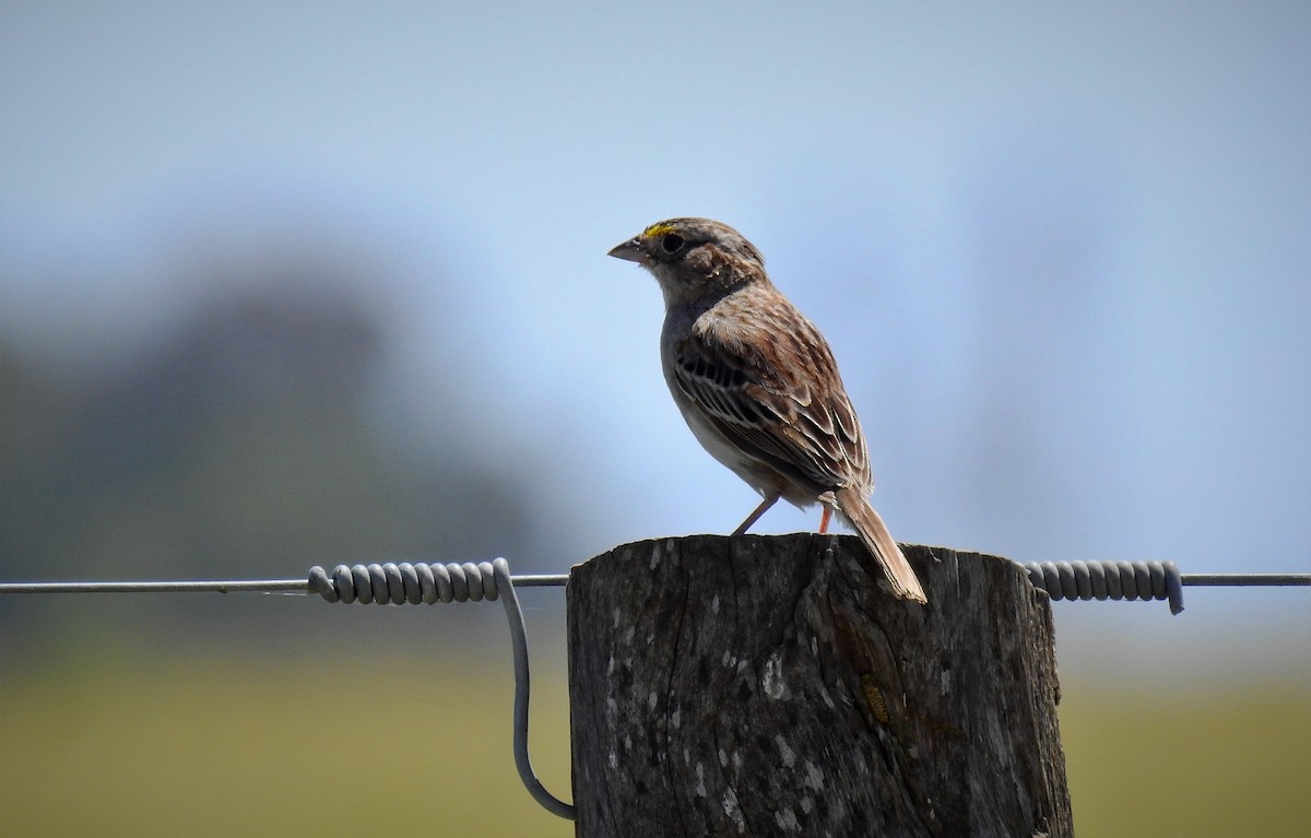 Grassland Sparrow - ML76810541