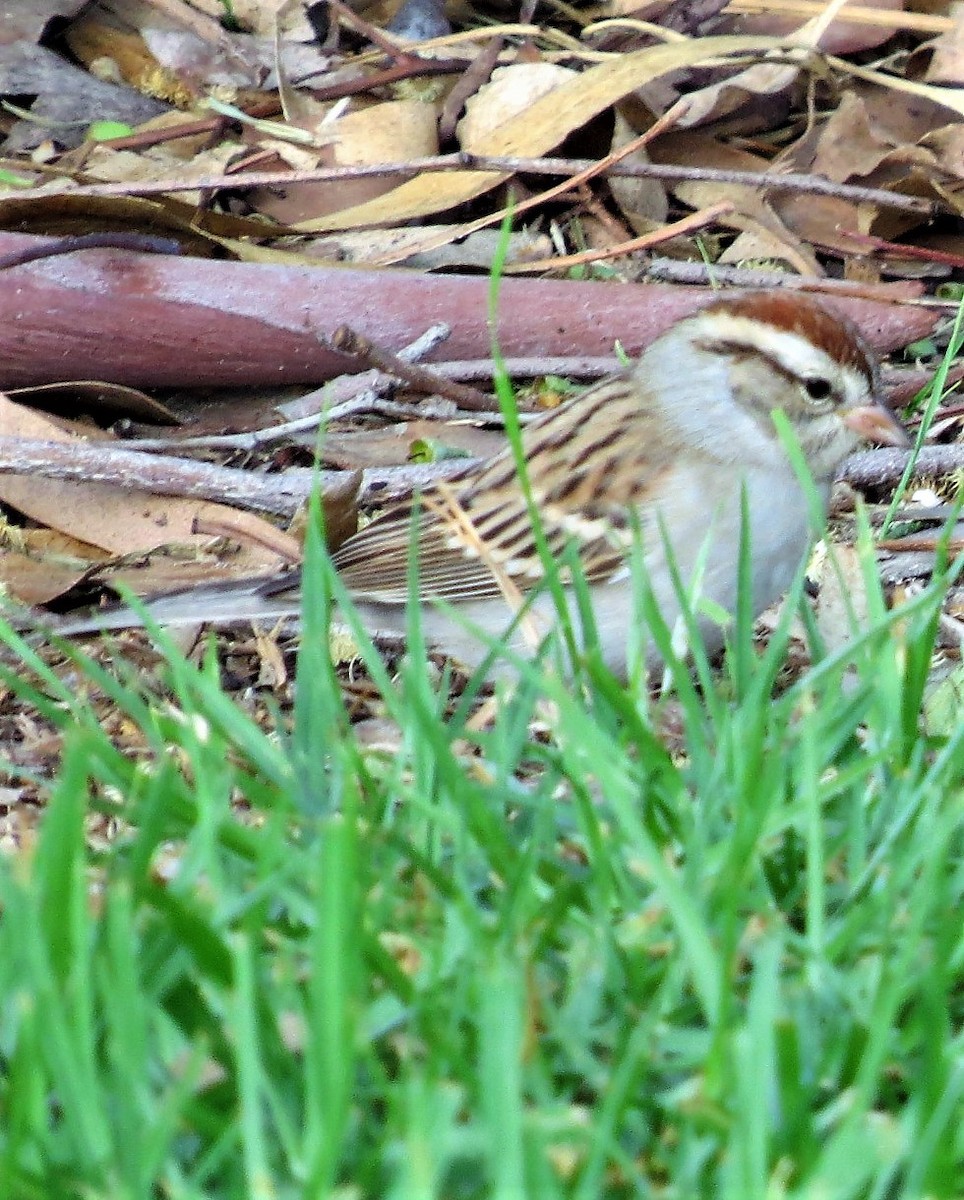 Chipping Sparrow - ML76810921