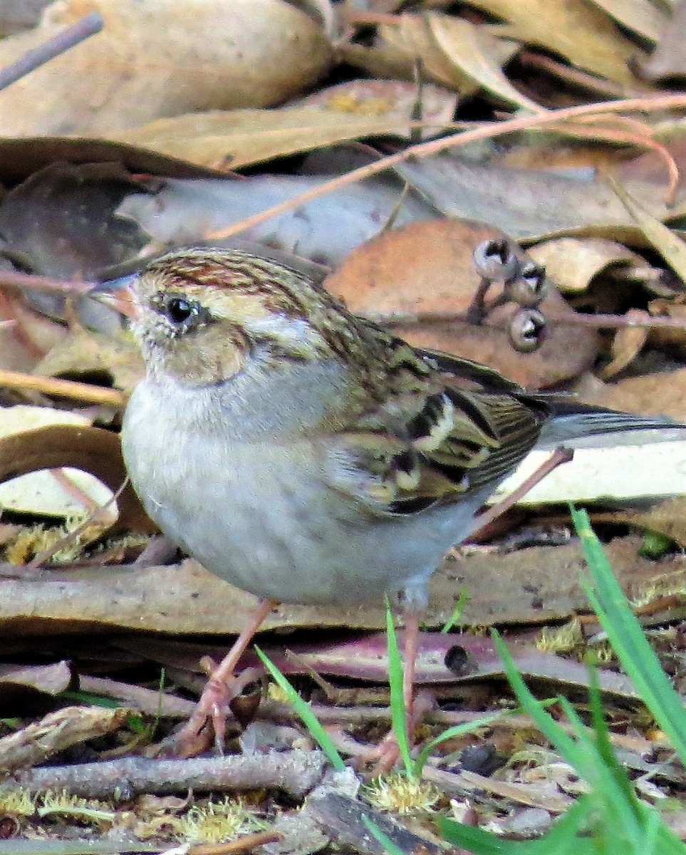 Chipping Sparrow - Lena Hayashi