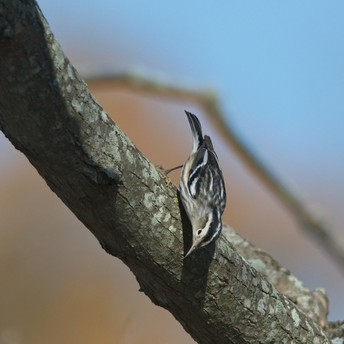 Black-and-white Warbler - Tom Snow