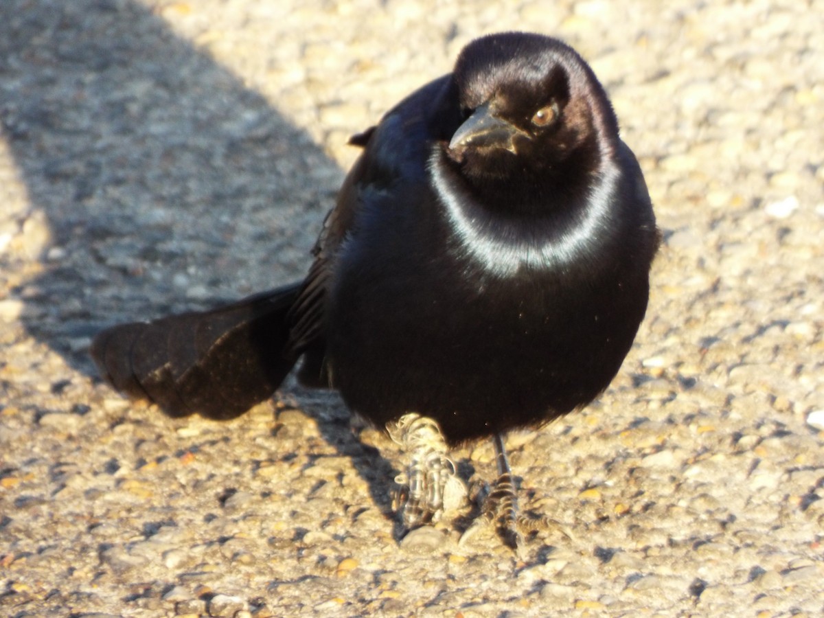 Boat-tailed Grackle - ML76814681