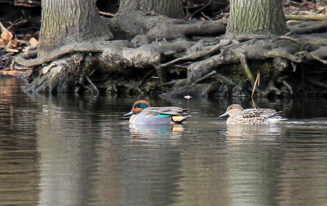 Green-winged Teal - ML76816011