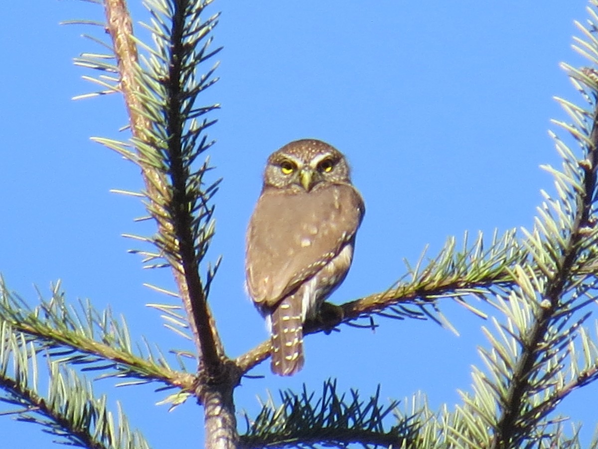 Northern Pygmy-Owl - ML76818971