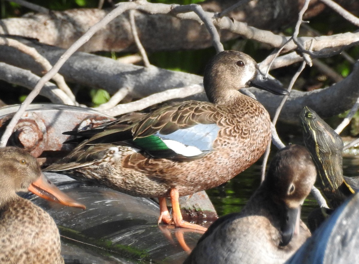 Blue-winged Teal - ML76821211
