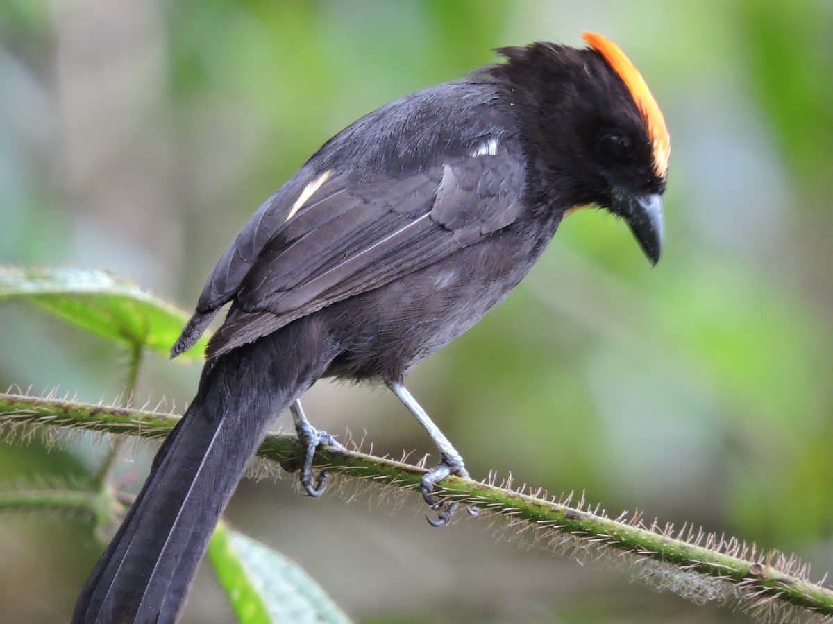 Flame-crested Tanager (Flame-crested) - ML76822391