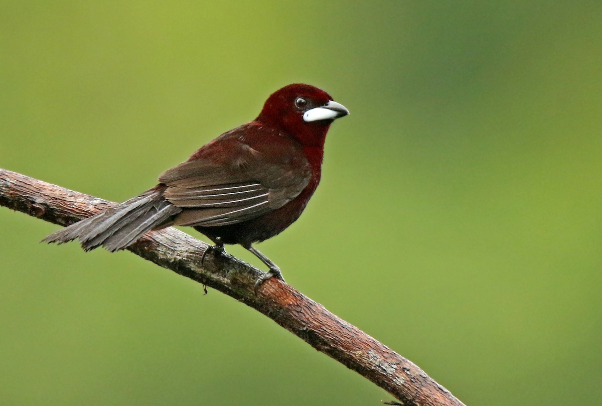 Silver-beaked Tanager - ML76822831