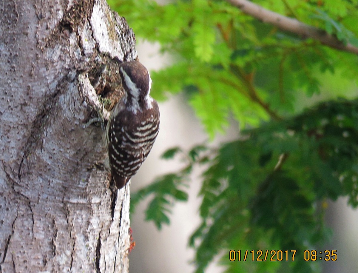 Sunda Pygmy Woodpecker - ML76823451