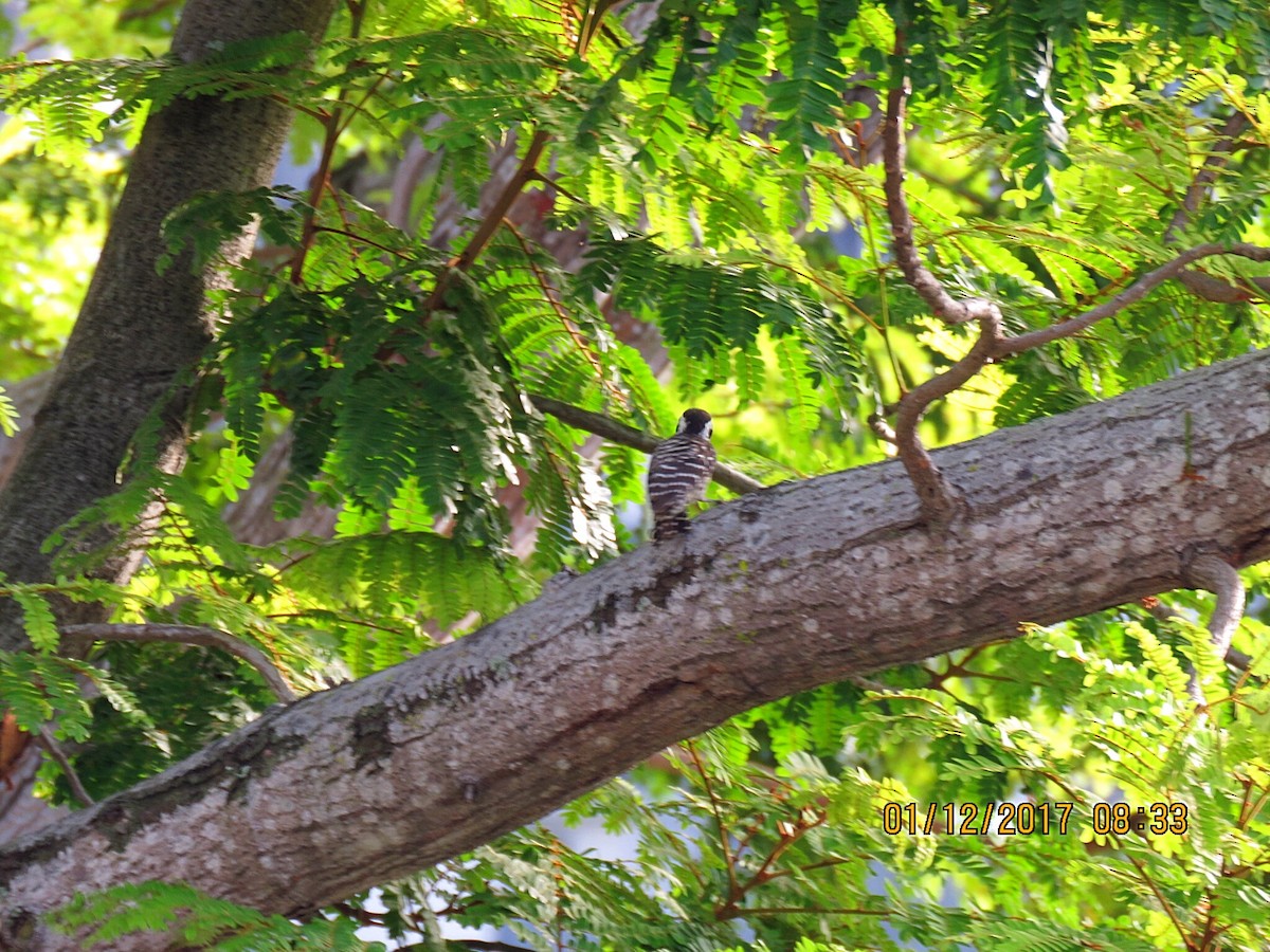 Sunda Pygmy Woodpecker - ML76823511