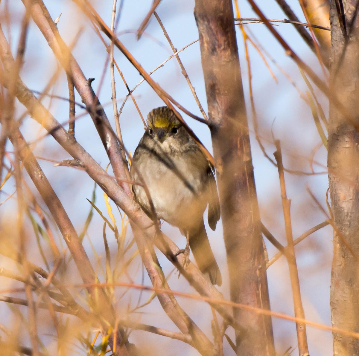 Golden-crowned Sparrow - Gordon Karre