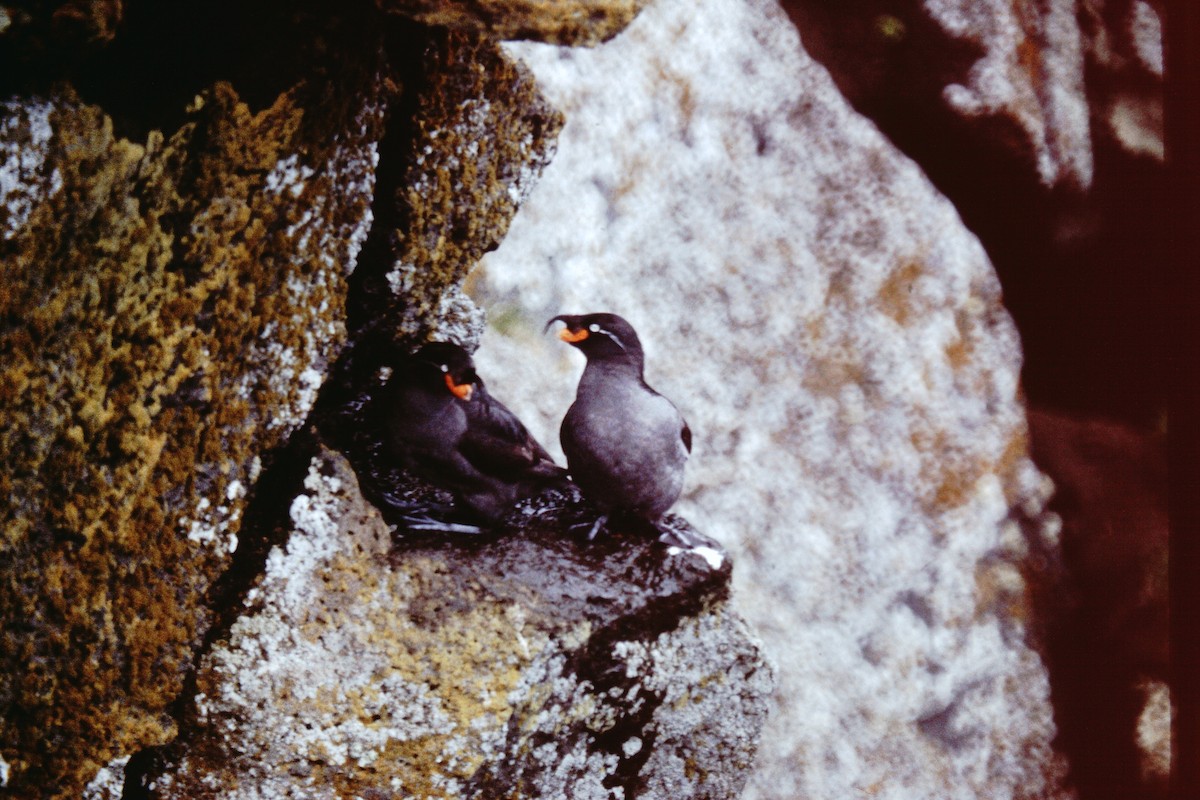 Crested Auklet - ML76825551