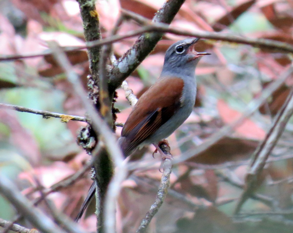 Brown-backed Solitaire - ML76825561