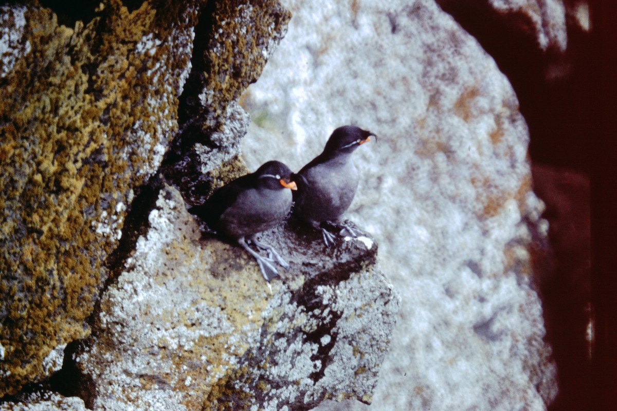 Crested Auklet - ML76825591