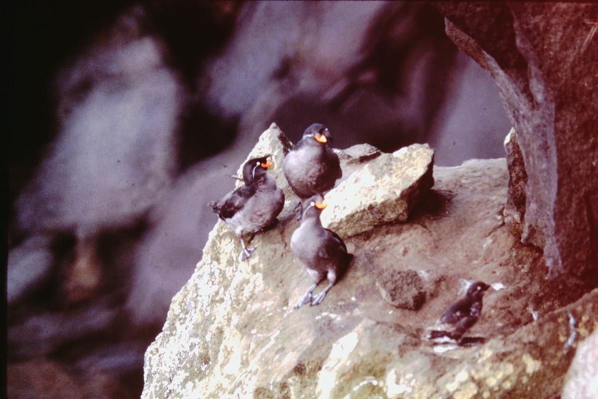 Crested Auklet - ML76825661