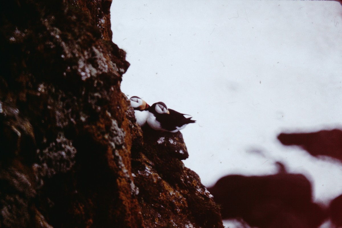 Horned Puffin - ML76826371