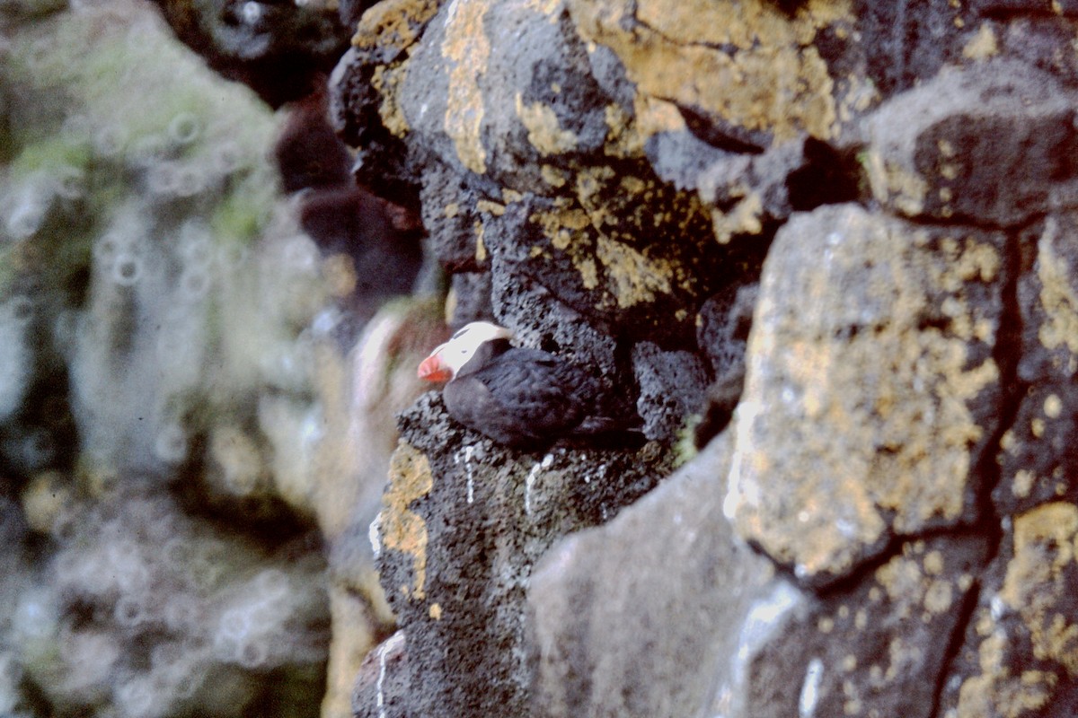 Tufted Puffin - ML76826501