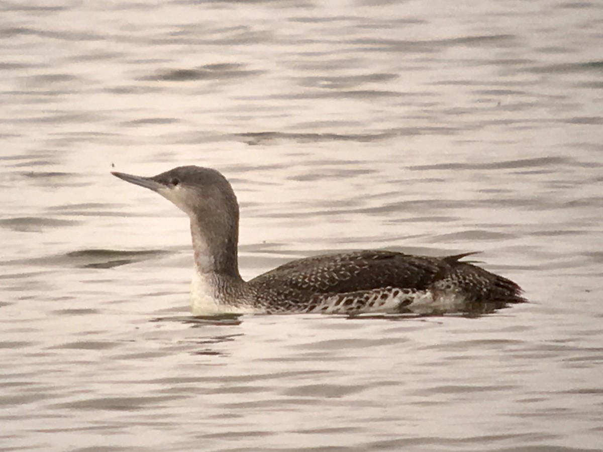 Red-throated Loon - ML76828901