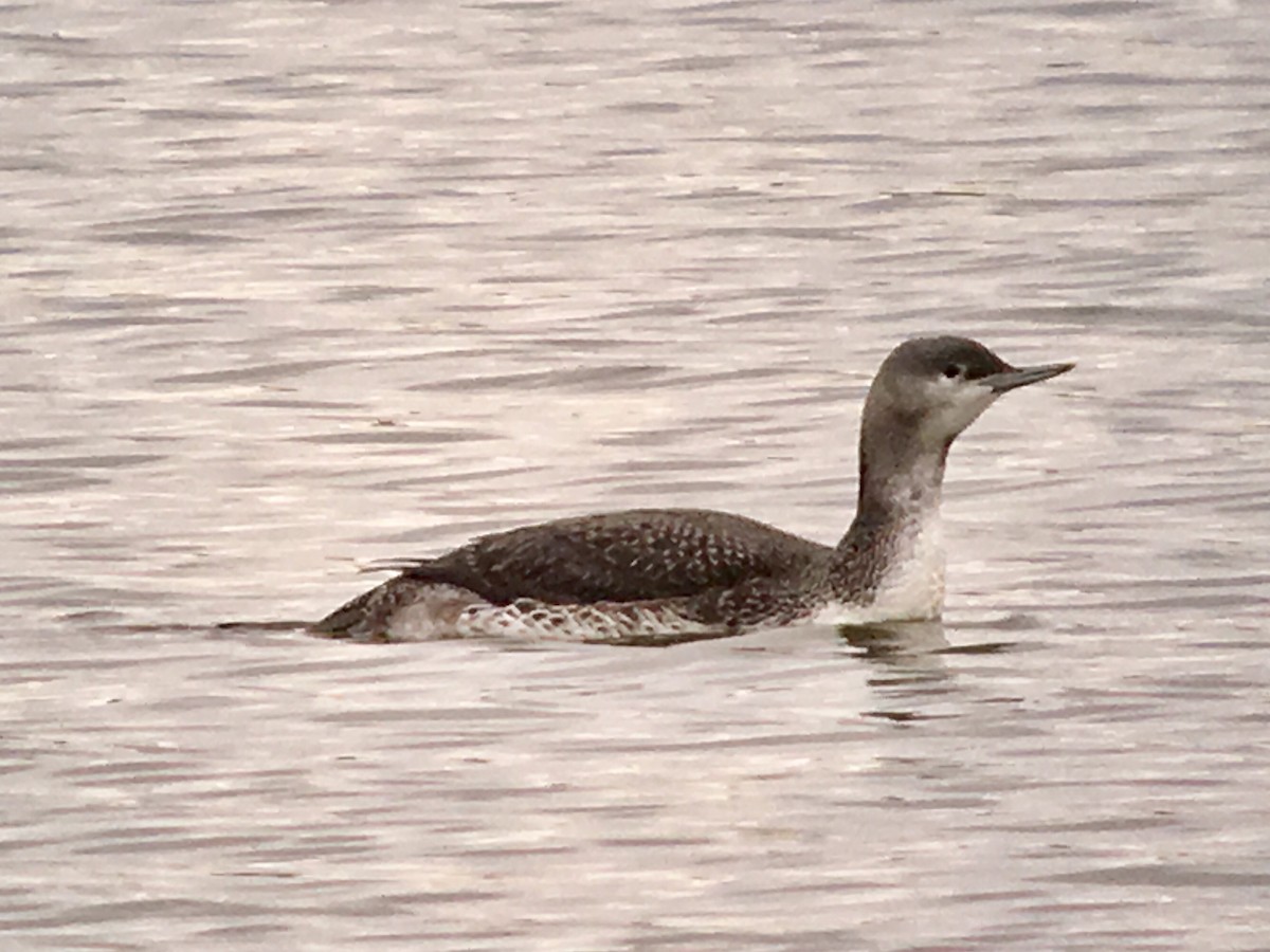 Red-throated Loon - ML76828921