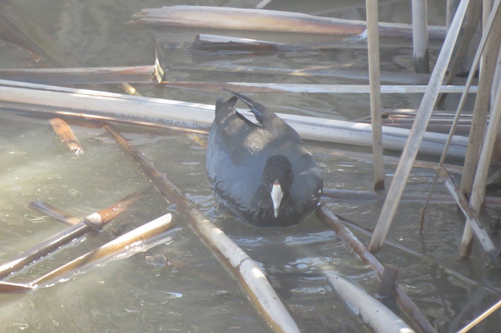 American Coot - Kelly Cherry
