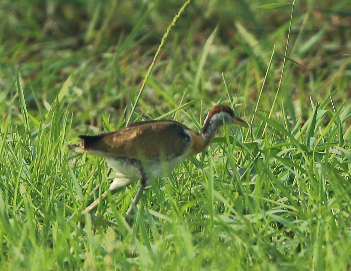 Pheasant-tailed Jacana - Arnab Pal