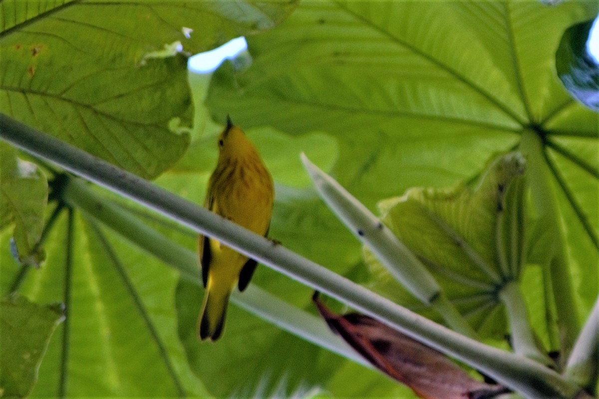 Yellow Warbler - Rodolfo Dodero