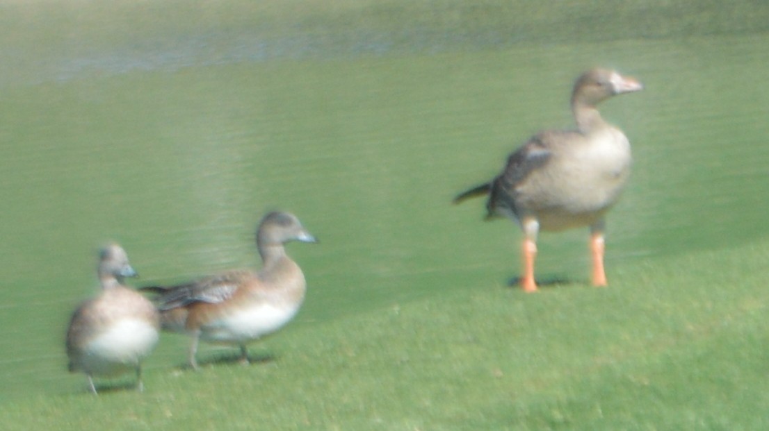 Greater White-fronted Goose - ML76834891