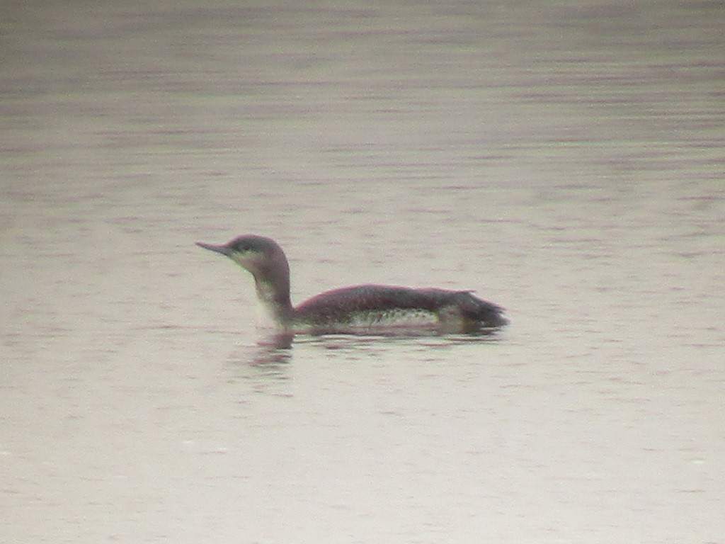 Red-throated Loon - ML76834991