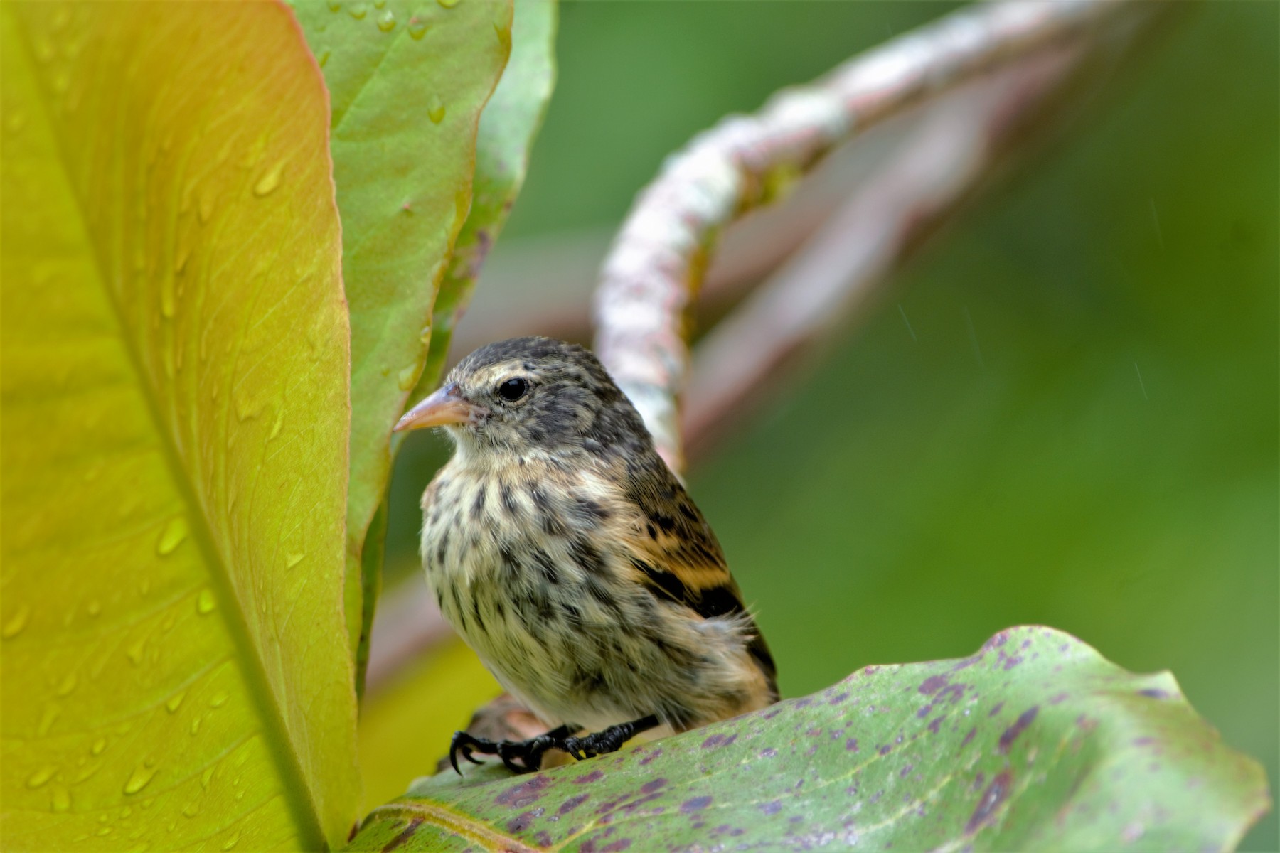 Cocos Finch eBird