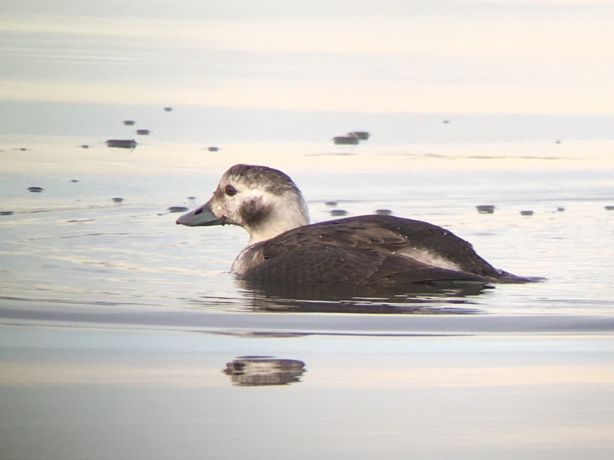 Long-tailed Duck - ML76838701