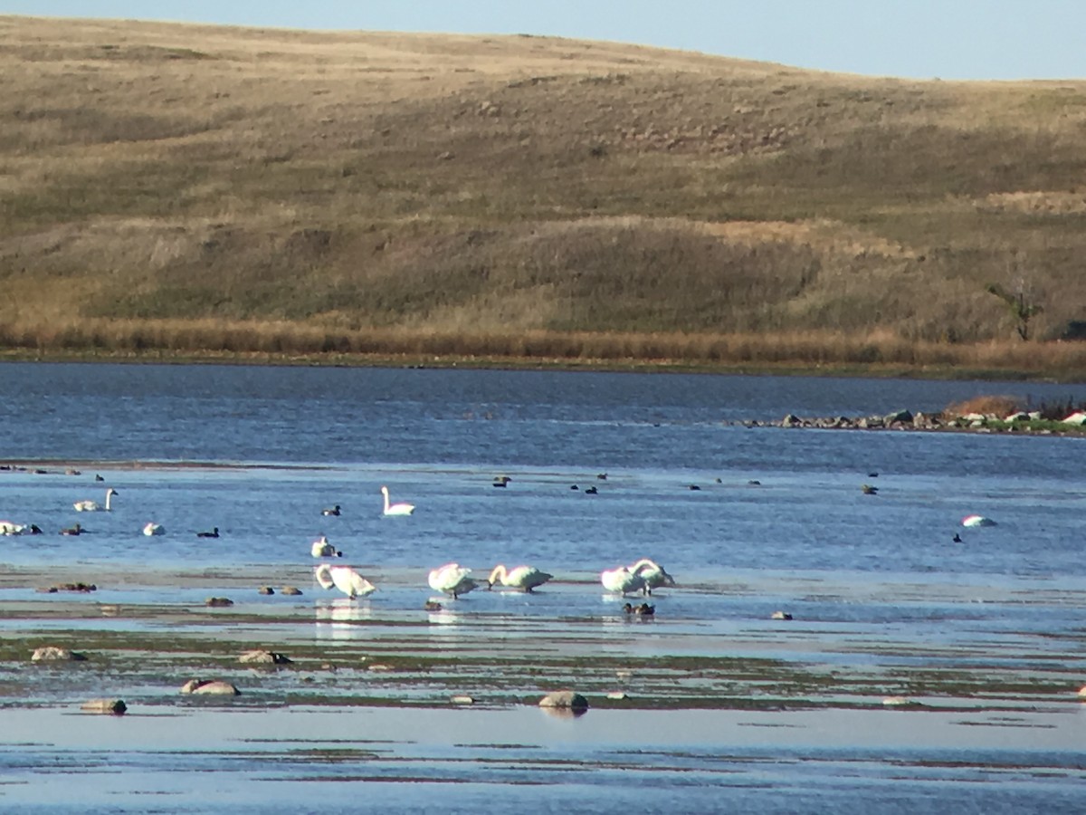 Tundra Swan - Stollery & Flood