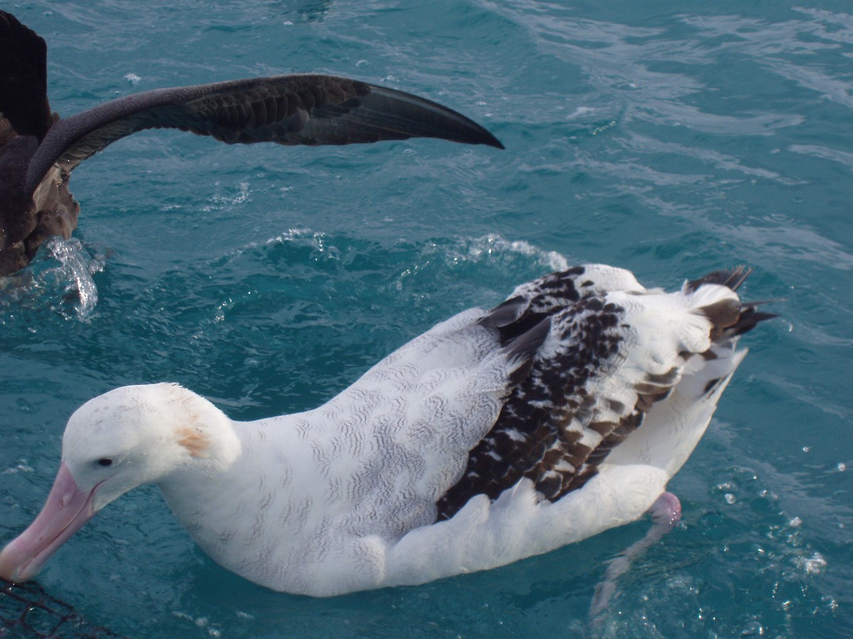 Snowy/Tristan/Antipodean Albatross - Stuart Nicholson
