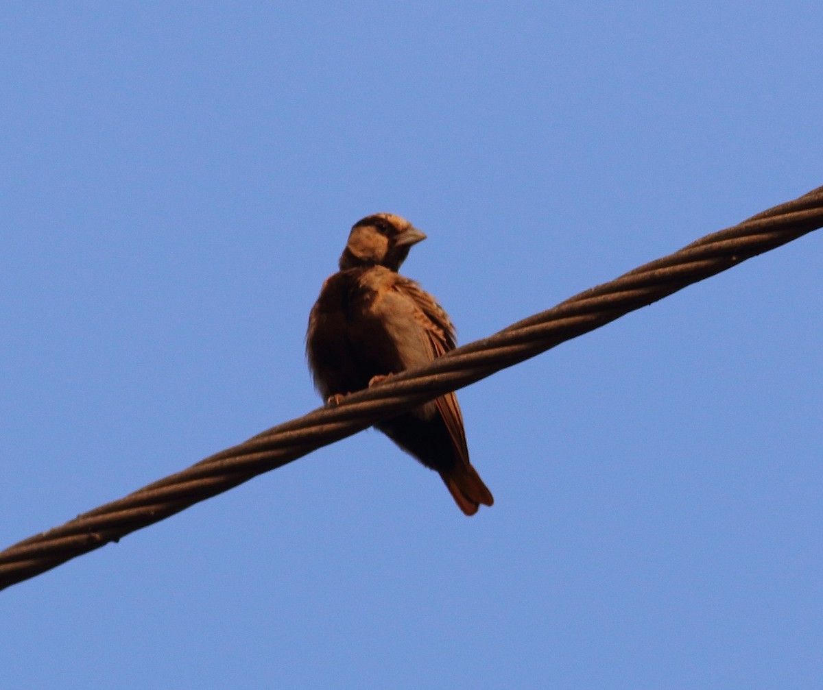 Ashy-crowned Sparrow-Lark - Aidan Fonseca (www.avocet-peregrine.com)