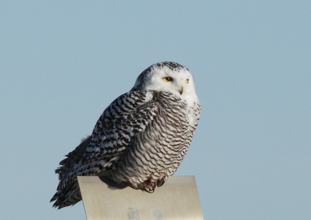 Snowy Owl - ML76843961