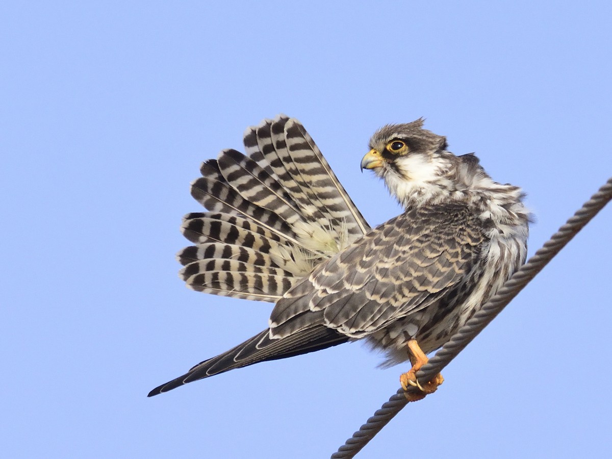 Amur Falcon - Hemanth Byatroy