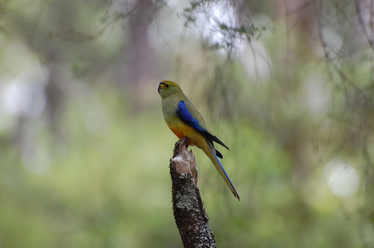 Blue-winged Parrot - Dirk Tomsa