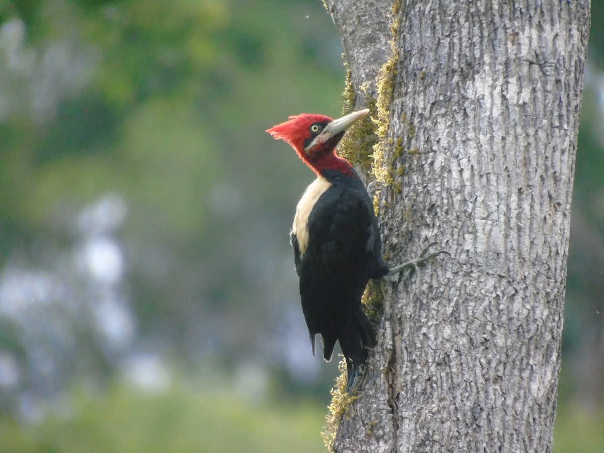 Cream-backed Woodpecker - Renzo Paladines Puertas