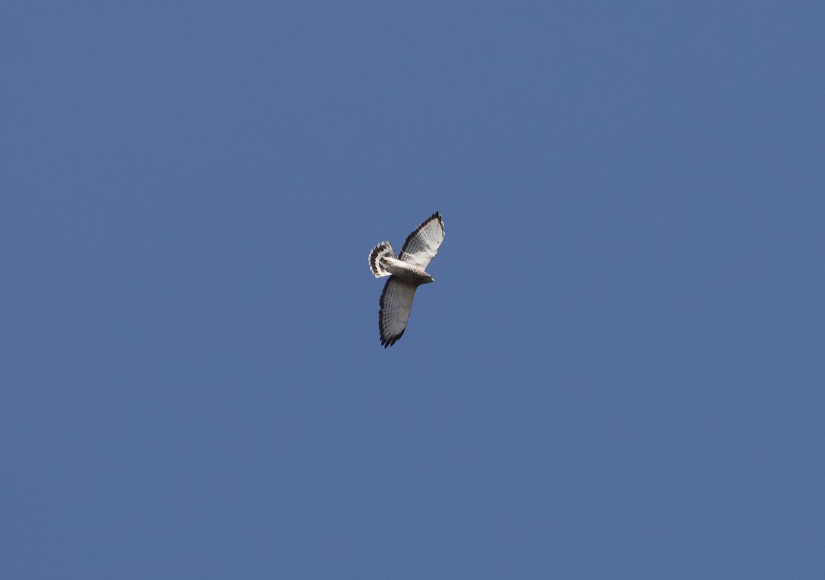 Broad-winged Hawk - ML76850331
