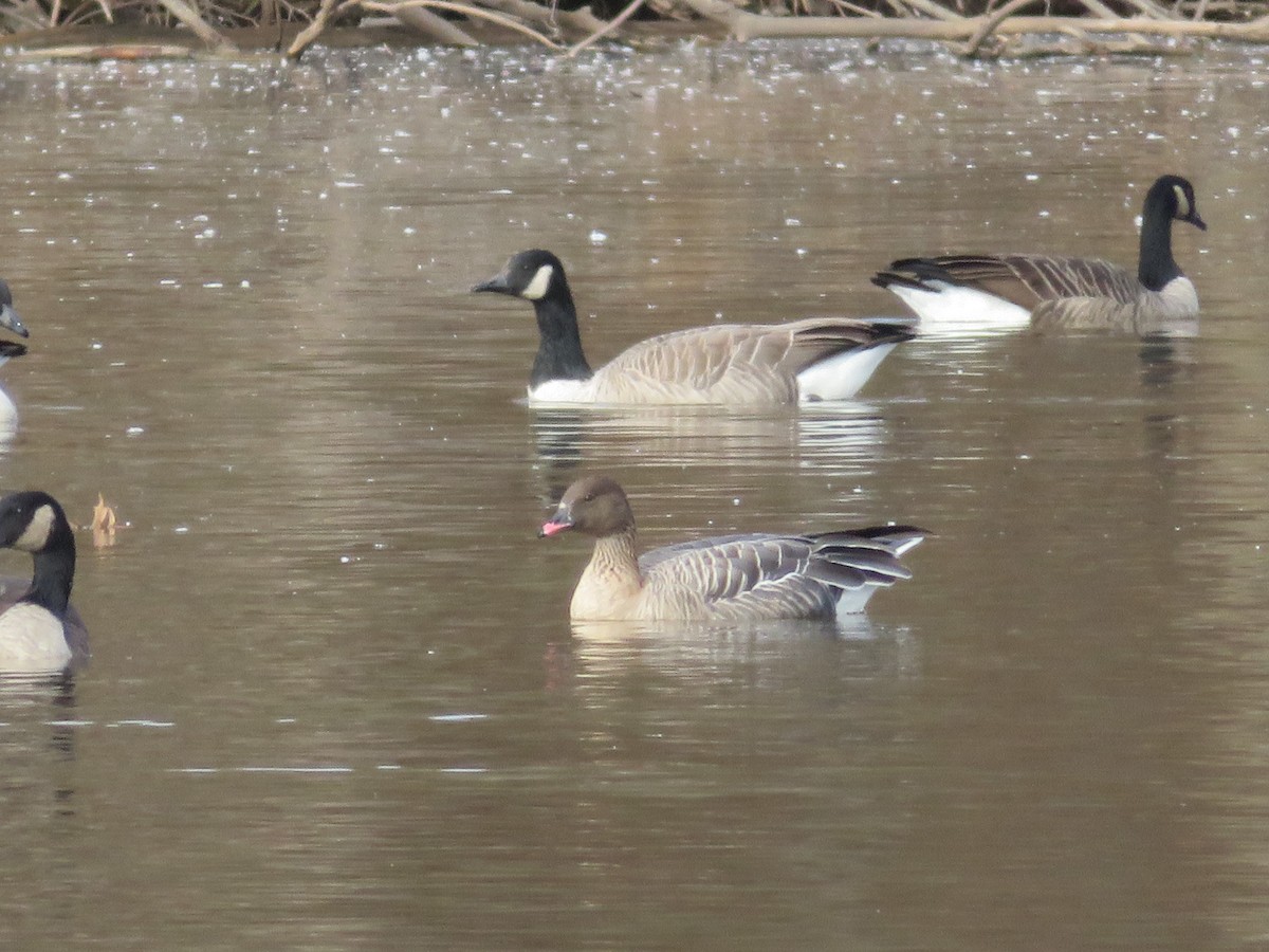 Pink-footed Goose - August Mirabella