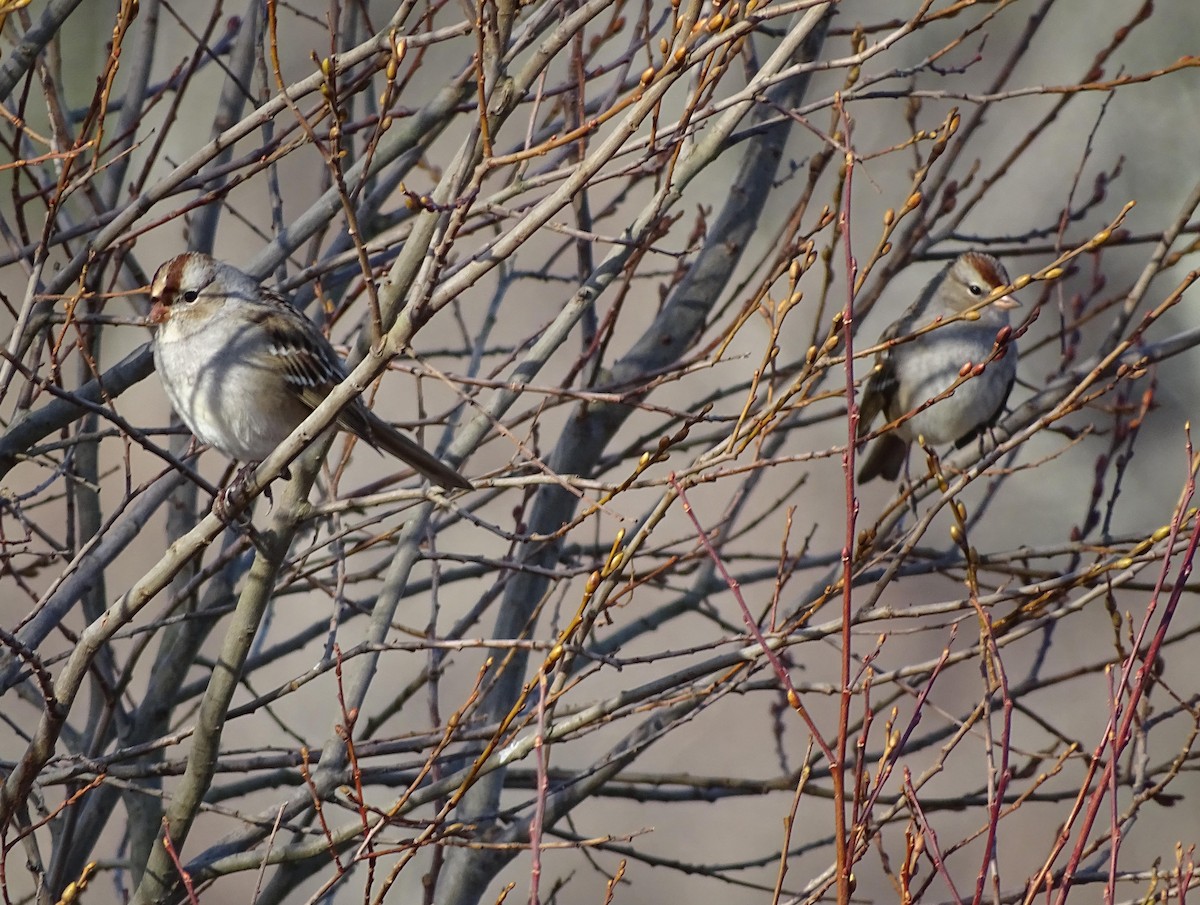 White-crowned Sparrow - ML76855431