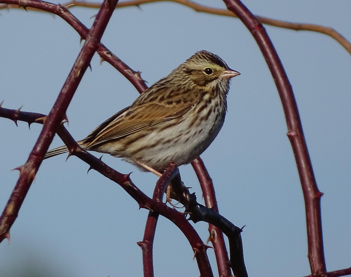 Savannah Sparrow - ML76855581