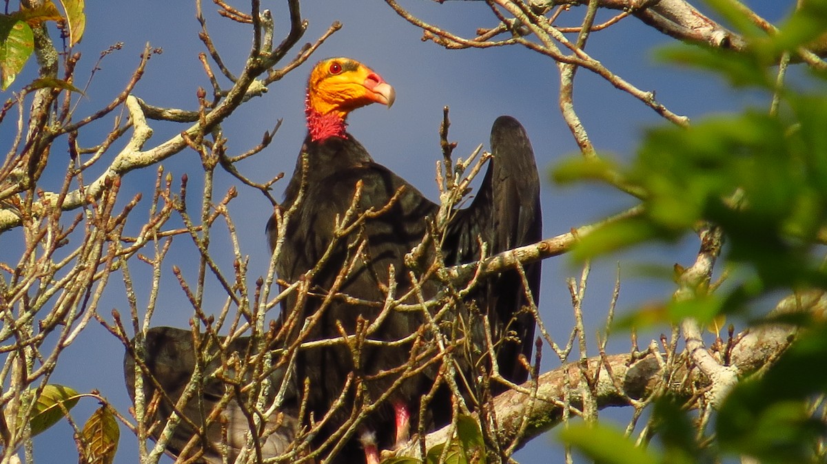 Greater Yellow-headed Vulture - Jorge Muñoz García   CAQUETA BIRDING